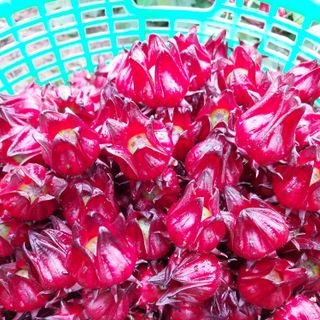 Hạt giống cây atiso đỏ