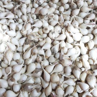 Tỏi Cô Đơn đặc sản