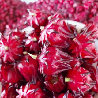 Atiso đỏ (hoa tươi nguyên hạt)