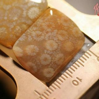 Vòng chuỗi hạt san hô hóa thạch