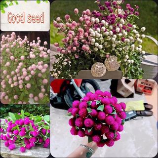 Gói 100 hạt giống hoa cúc bách nhật mix