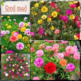 Gói 200 hạt giống hoa mười giờ mỹ kép