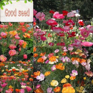Gói 100 hạt giống hoa poppy mix