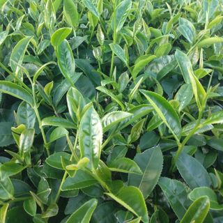 Bột matcha hương lài