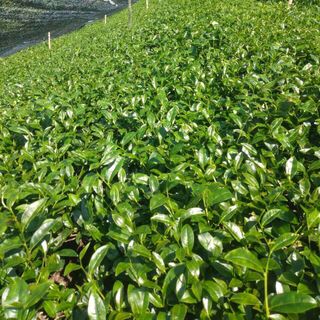 Bột matcha hương lài