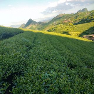 Bột matcha hương lài