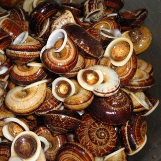 ốc núi đá, ốc thuốc