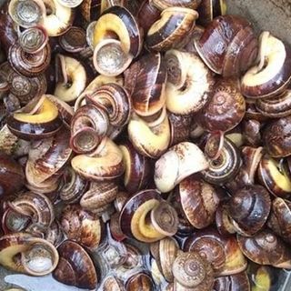 ốc núi đá, ốc thuốc