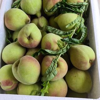 Đào mỏ quạ