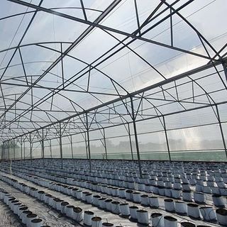 Màng nhà kính Israel, nhà màng Israel, nhà kính giá rẻ, màng nhà kính Politiv