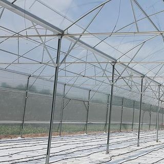 Màng nhà kính Israel, nhà màng Israel, nhà kính giá rẻ, màng nhà kính Politiv