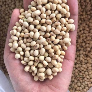 Bột mầm đậu Nành tăng nội tiết tố nữ