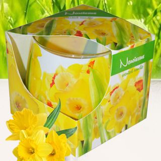 Ly nến thơm tinh dầu Admit Narcissus 100g QT025838 - thủy tiên vàng giá sỉ