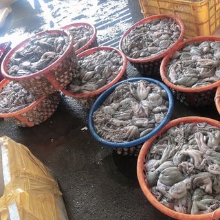 Bạch tuộc tươi 100g