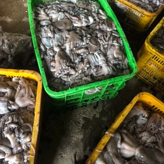 Bạch tuộc tươi 100g