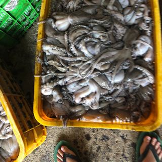 Bạch tuộc tươi 100g