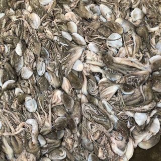 Bạch tuộc tươi 100g