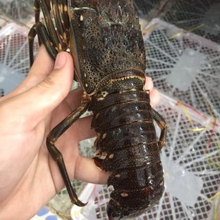Tôm HÙM giá rẻ bất ngờ