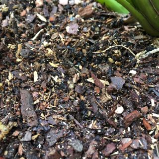 Chất trồng dành cho Kiếm và Giả hạc, Phi điệp