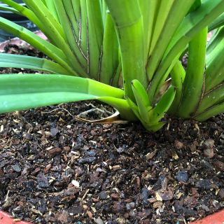 Chất trồng dành cho Kiếm và Giả hạc, Phi điệp