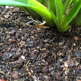 Chất trồng dành cho Kiếm và Giả hạc, Phi điệp