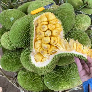 Mít Tố Nữ Chín Thơm Cơm Vàng Nhiều Múi