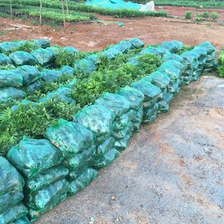 Giống Sưa Đỏ Tam Đảo
