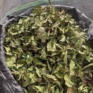 Xạ Đen Hòa Bình