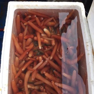 Tu Hài Đỏ Quảng Ninh tươi sống