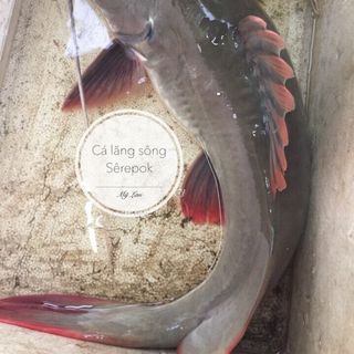 Cá lăng sông Serepok