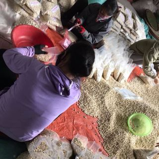 hạt sen khô giá sỉ