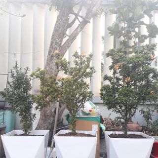 Chậu Cây Vuông Vạt Cạnh Giả Sứ (33x41x20cm) -Trồng Cây Kiểng/Cây Ăn Trái