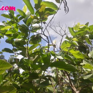 Lá Ổi Tươi Xanh Thơm Thơm 1.1kg ( Được Tặng Thêm 0.5kg Khi Mua 2kg ) - trà sữa