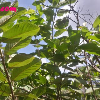 Lá Ổi Tươi Xanh Thơm Thơm 1.1kg ( Được Tặng Thêm 0.5kg Khi Mua 2kg ) - trà sữa