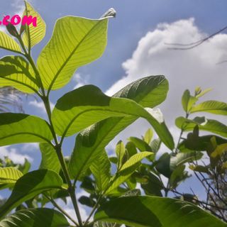Lá Ổi Tươi Xanh Thơm Thơm 1.1kg ( Được Tặng Thêm 0.5kg Khi Mua 2kg ) - trà sữa
