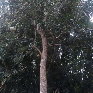 Trái Quách Ngon Khỏe Gan Thận Và Ngừa Ung Thư