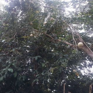 Trái Quách Ngon Khỏe Gan Thận Và Ngừa Ung Thư