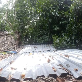 Trái Quách Ngon Khỏe Gan Thận Và Ngừa Ung Thư