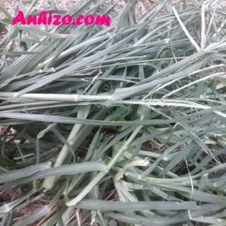 Cỏ Mần Trầu Khô 1kg (Tặng 0.5kg Khi Mua 2kg) Tốt Cho Người Cao Huyết Áp Viêm Gan Cảm Sốt