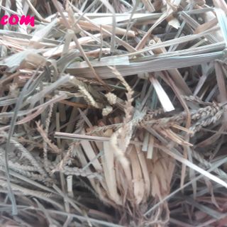 Cỏ Mần Trầu Khô 1kg (Tặng 0.5kg Khi Mua 2kg) Tốt Cho Người Cao Huyết Áp Viêm Gan Cảm Sốt