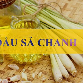 Tinh Dầu Sả Chanh Phước Quy