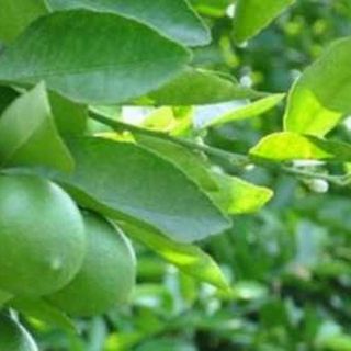 Lá Chanh Tươi (1kg) Thơm Thơm Được Tặng Thêm 100g