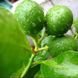 Lá Chanh Tươi (1kg) Thơm Thơm Được Tặng Thêm 100g