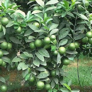 Lá Chanh Tươi (1kg) Thơm Thơm Được Tặng Thêm 100g