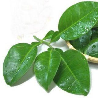 Lá Bưởi Tươi Thơm Thơm 2kg Được Tặng Thêm 100g - đồ ăn