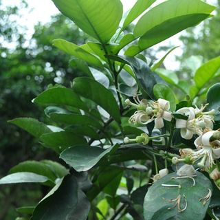 Lá Bưởi Tươi Thơm Thơm 2kg Được Tặng Thêm 100g - đồ ăn