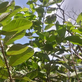 Lá Ổi Khô Thơm Thơm 500g (Tặng Thêm 200g Khi Mua 1kg) Tốt Cho Người Bị Hôi Miệng Rụng Tóc - Trà Sữa