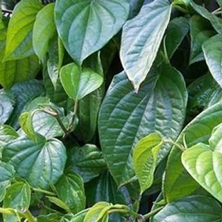 Lá Trầu Xanh Anhizo 1kg (Được Tặng Thêm 200g)