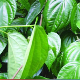 Lá Trầu Xanh Anhizo 1kg (Được Tặng Thêm 200g)
