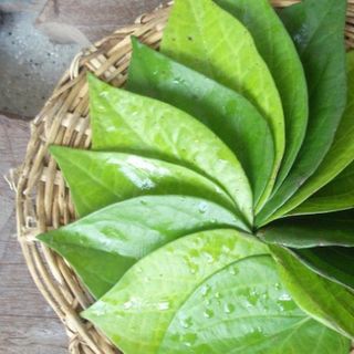 Lá Trầu Khô 1kg (Tặng Thêm 100g)